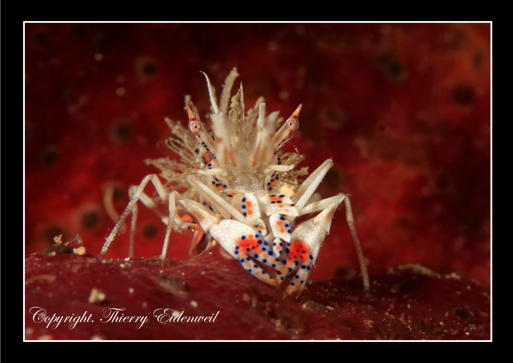 Anilao Macro Dive Media Highlight